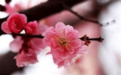 双子座如何过新年？